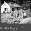 Norma, Jack and Joe the cat in the strawberry patch outside house in Glenwood. Glenwood, California c.1954.