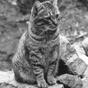 Joe the cat supervises construction of the garden wall. Oakland, California c.1954-55.